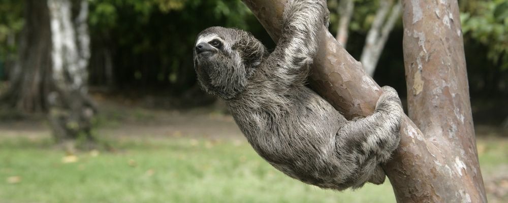 Caminhoneiro resgata bicho-preguiça que viaja por 8 horas na cabine 