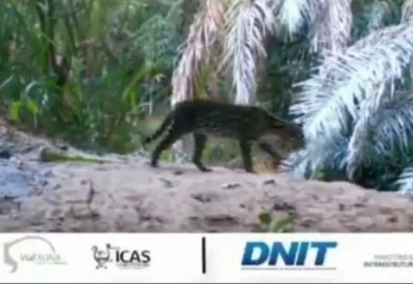 DNIT monitora fauna nas proximidades da BR-262/MS