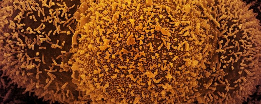 Covid-19: o que se sabe até agora da variante Ômicron