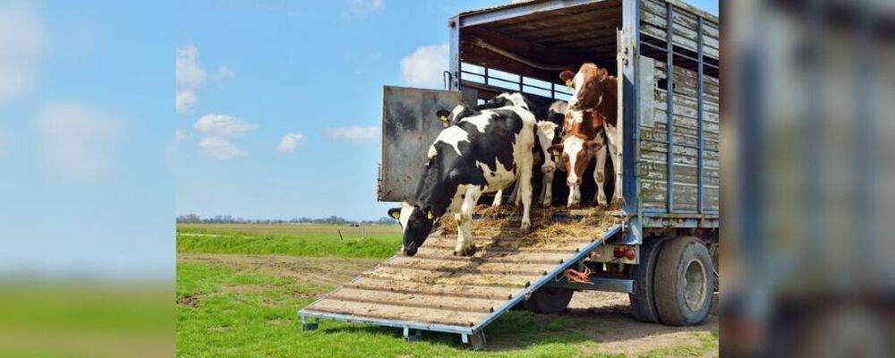 Conheça algumas normas para realizar o transporte de cargas vivas