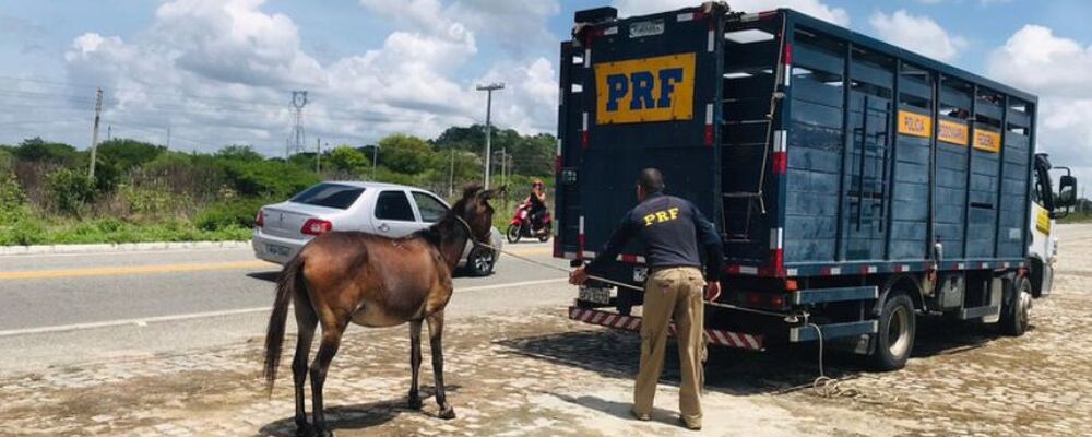 Animais na pista representam grande perigo para motoristas 