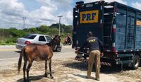 Animais na pista representam grande perigo para motoristas 