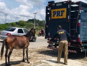 Animais na pista representam grande perigo para motoristas 