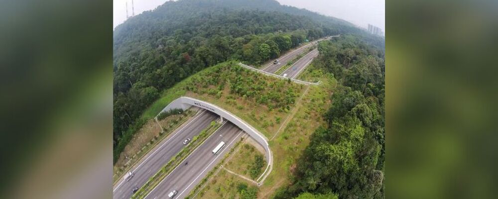 Parceria vai fortalecer preservação de fauna e flora nas imediações de rodovias